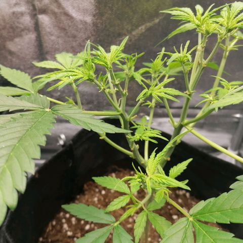 HulkBerry Automatic growlog timeline photo