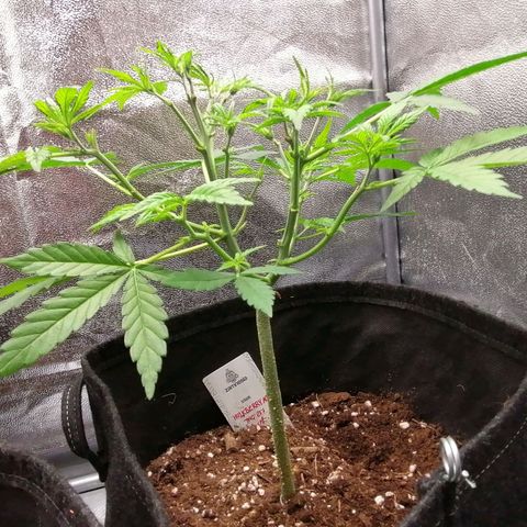 HulkBerry Automatic growlog timeline photo