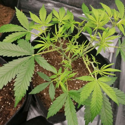 HulkBerry Automatic growlog timeline photo