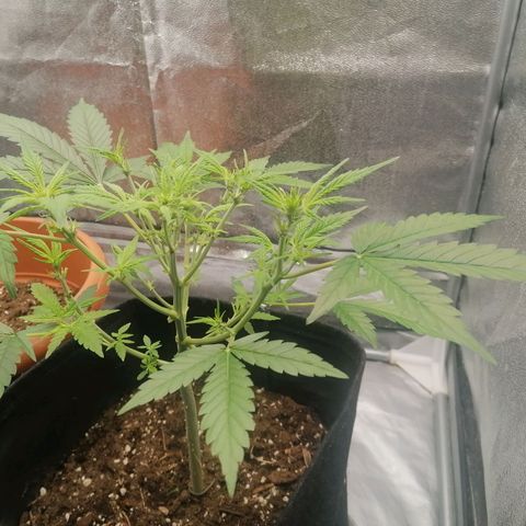 HulkBerry Automatic growlog timeline photo
