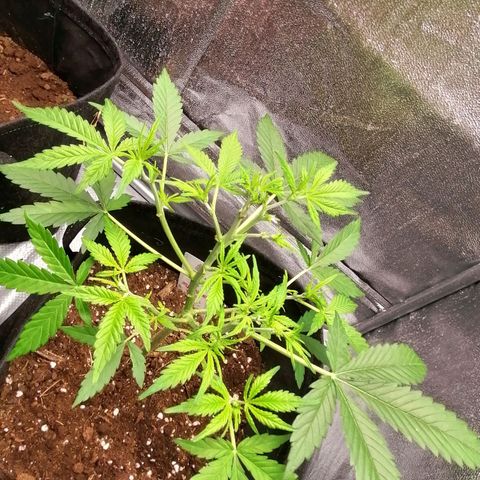 HulkBerry Automatic growlog timeline photo