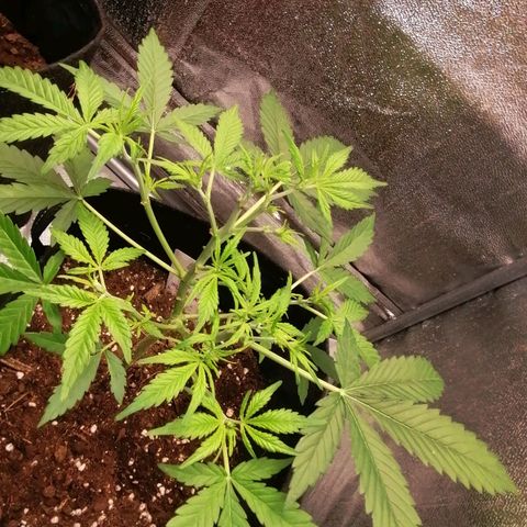 HulkBerry Automatic growlog timeline photo