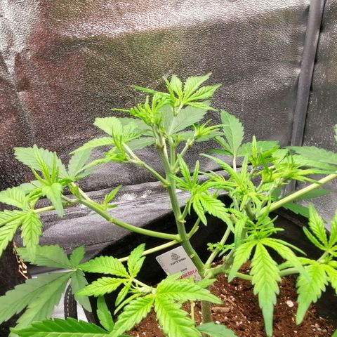HulkBerry Automatic growlog timeline photo