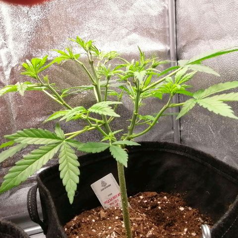 HulkBerry Automatic growlog timeline photo