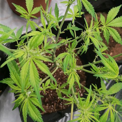 HulkBerry Automatic growlog timeline photo