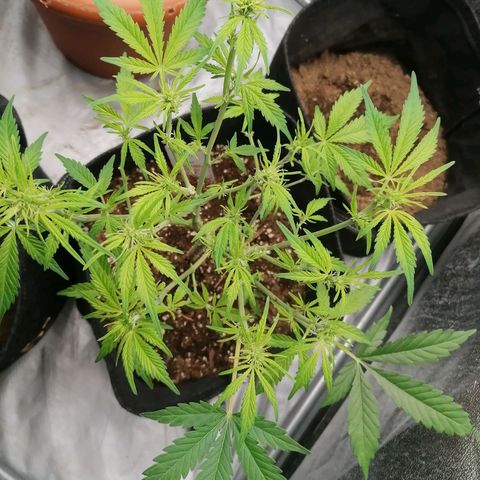 HulkBerry Automatic growlog timeline photo