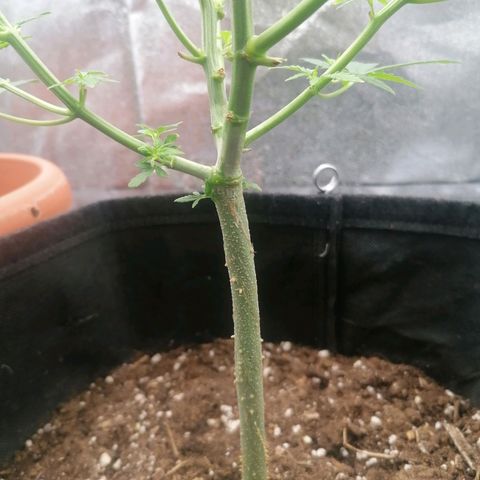 HulkBerry Automatic growlog timeline photo