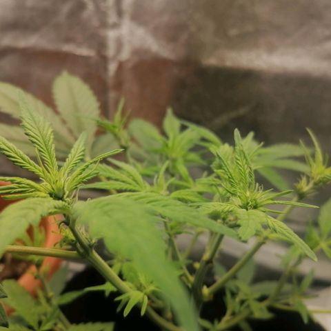 HulkBerry Automatic growlog timeline photo