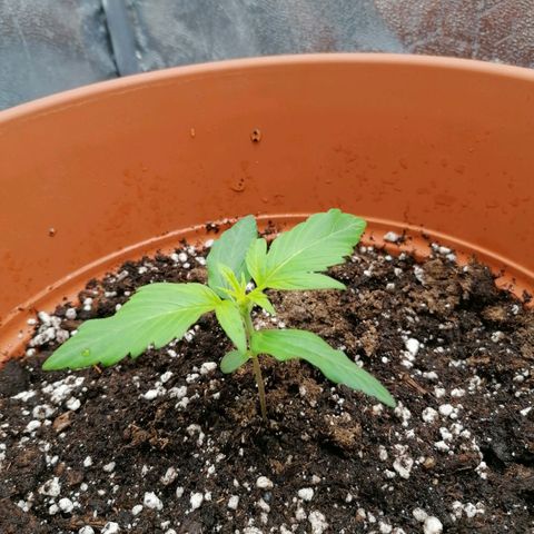 Wedding Cake 2 growlog timeline photo