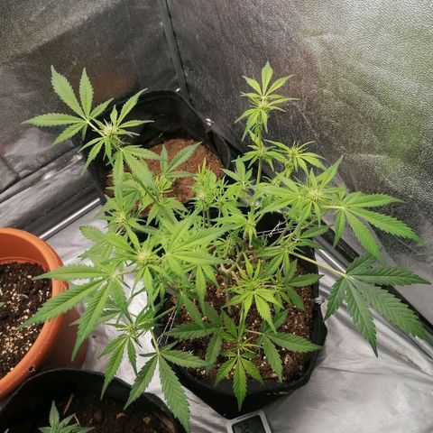 HulkBerry Automatic growlog timeline photo