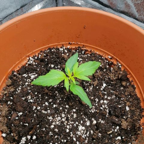 Wedding Cake 2 growlog timeline photo