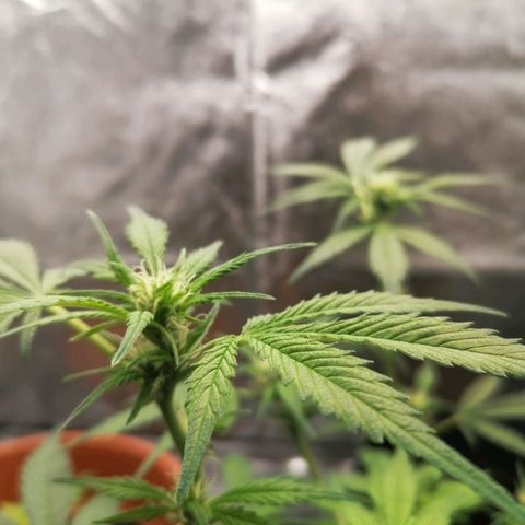 HulkBerry Automatic growlog timeline photo