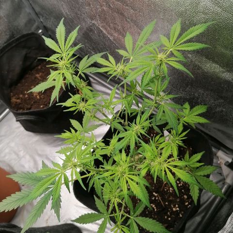 HulkBerry Automatic growlog timeline photo