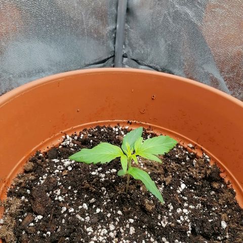 Wedding Cake 2 growlog timeline photo