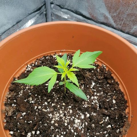 Wedding Cake 2 growlog timeline photo