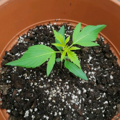 Wedding Cake 2 growlog timeline photo