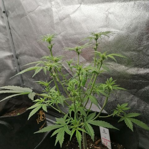 HulkBerry Automatic growlog timeline photo