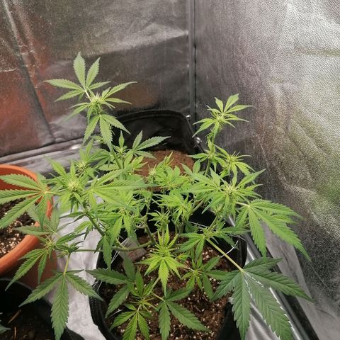 HulkBerry Automatic growlog timeline photo