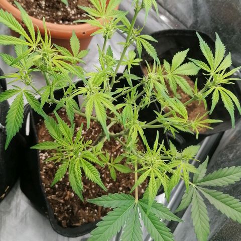 HulkBerry Automatic growlog timeline photo