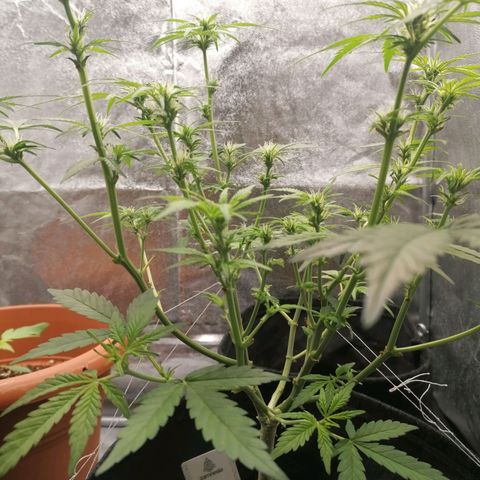 HulkBerry Automatic growlog timeline photo