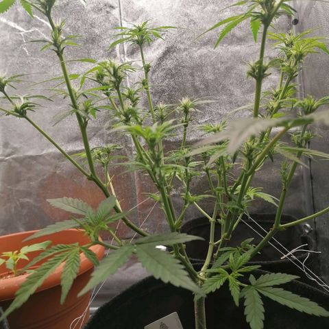 HulkBerry Automatic growlog timeline photo