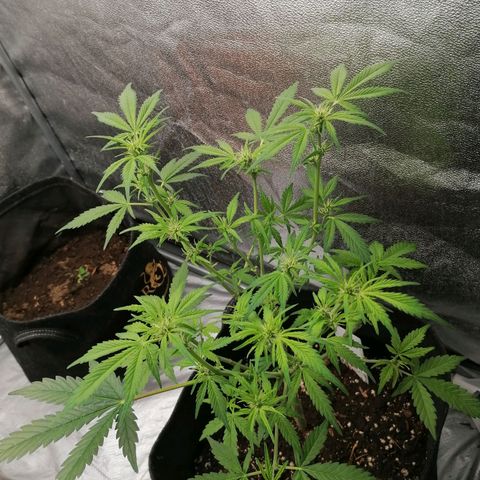 HulkBerry Automatic growlog timeline photo