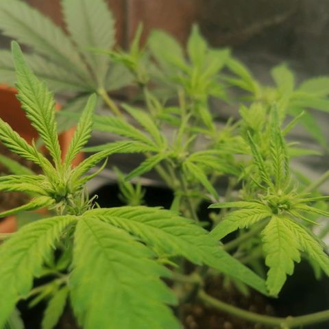 HulkBerry Automatic growlog timeline photo