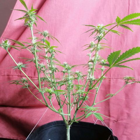 HulkBerry Automatic growlog timeline photo