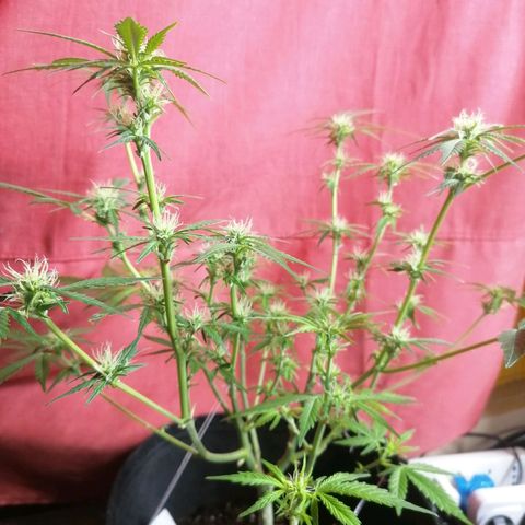 HulkBerry Automatic growlog timeline photo