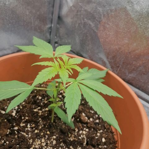 Wedding Cake 2 growlog timeline photo