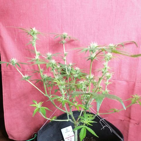 HulkBerry Automatic growlog timeline photo