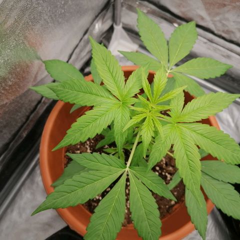 Wedding Cake 2 growlog timeline photo