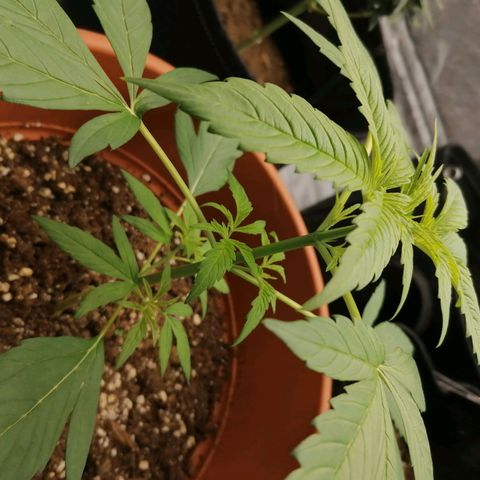 Wedding Cake 2 growlog timeline photo