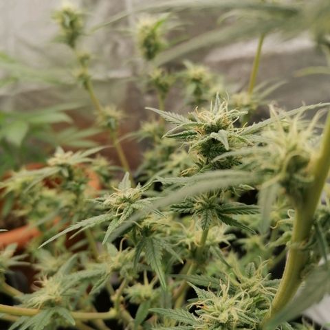 HulkBerry Automatic growlog timeline photo