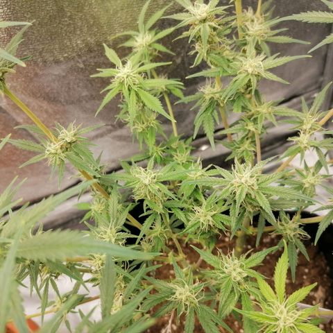 HulkBerry Automatic growlog timeline photo