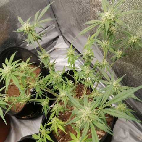 HulkBerry Automatic growlog timeline photo