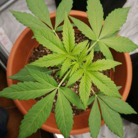 Wedding Cake 2 growlog timeline photo
