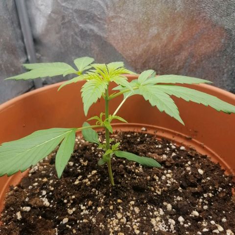 Wedding Cake 2 growlog timeline photo