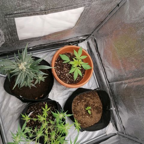 Wedding Cake 2 growlog timeline photo