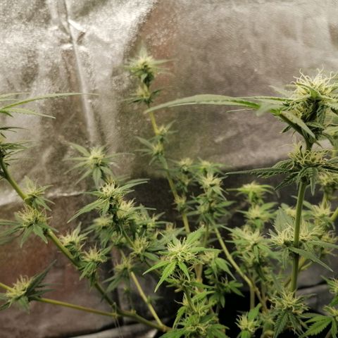 HulkBerry Automatic growlog timeline photo