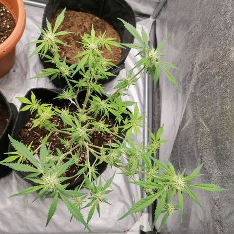 HulkBerry Automatic growlog timeline photo