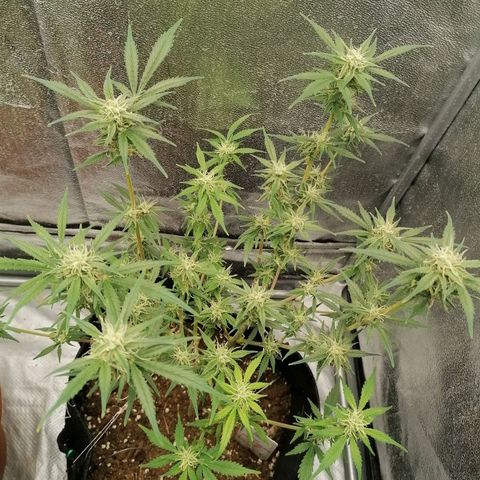 HulkBerry Automatic growlog timeline photo