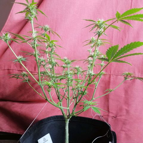 HulkBerry Automatic growlog timeline photo
