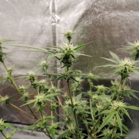 HulkBerry Automatic growlog timeline photo