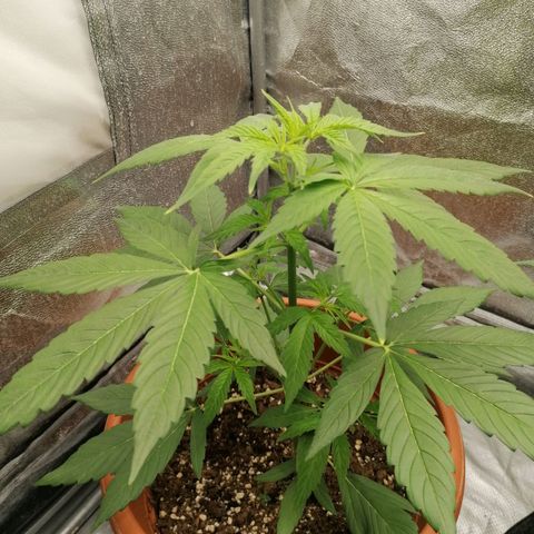Wedding Cake 2 growlog timeline photo