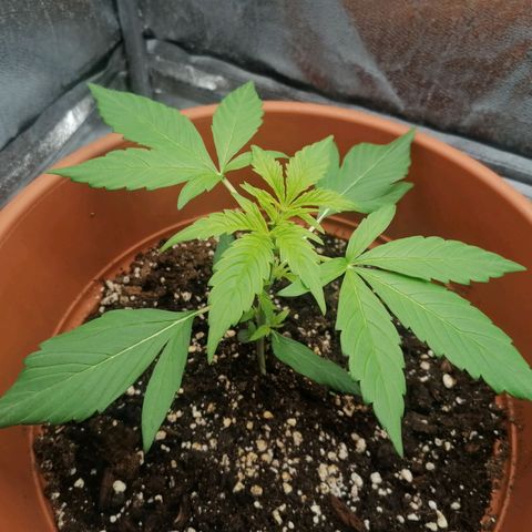 Wedding Cake 2 growlog timeline photo
