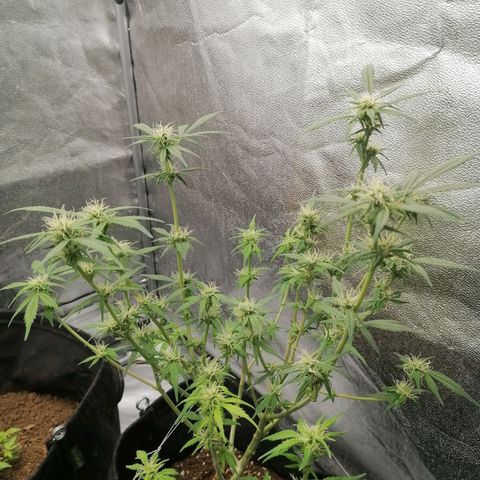 HulkBerry Automatic growlog timeline photo