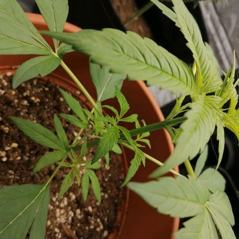 Wedding Cake 2 growlog timeline photo