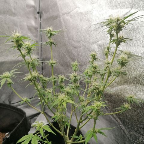 HulkBerry Automatic growlog timeline photo