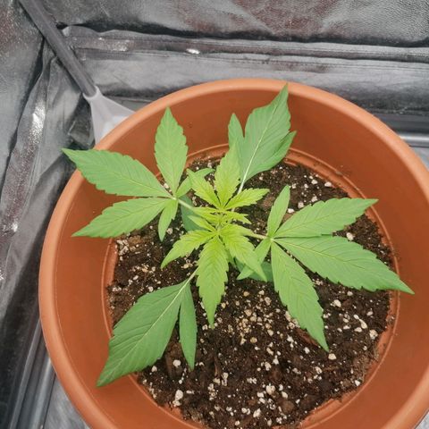 Wedding Cake 2 growlog timeline photo